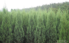 绿化苗木,绿化苗木产业现状、挑战与展望”