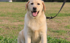 纯种拉布拉多犬价格,品质与地域因素影响下的价格波动”