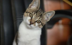 娱乐吃瓜小猫咪视频,小猫咪视频引发网友狂欢