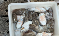 海鲜价格行情,海鲜市场迎来实惠季”