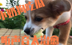 娱乐吃瓜酱小奶狗,颜值与性格并存的青春偶像